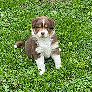 Alya participe au concours pour gagner de l'argent avec cette photo : puppy, dog, grass, greenery, outdoor, young, cute, fluffy, pet, animal, nature, sitting, fur, brown, white, portrait, calm, curious, small, adorable