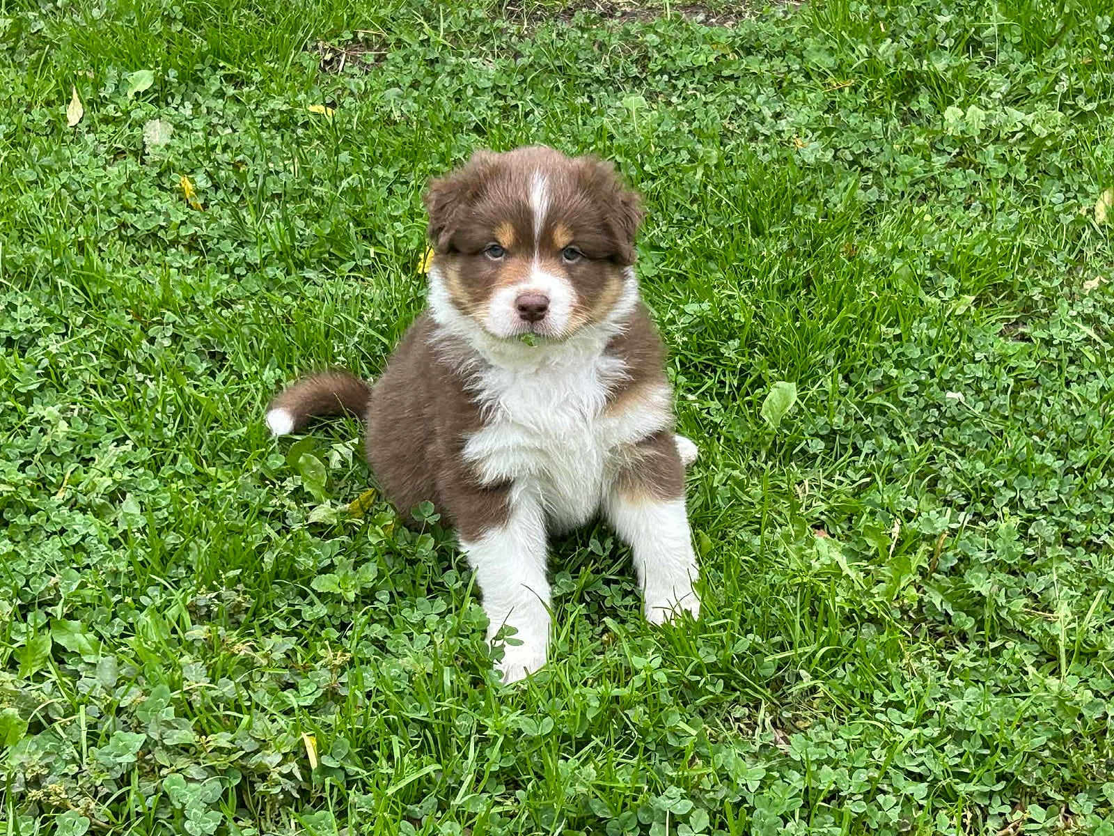 Alya participe au concours pour gagner de l'argent avec cette photo : puppy, dog, grass, greenery, outdoor, young, cute, fluffy, pet, animal, nature, sitting, fur, brown, white, portrait, calm, curious, small, adorable