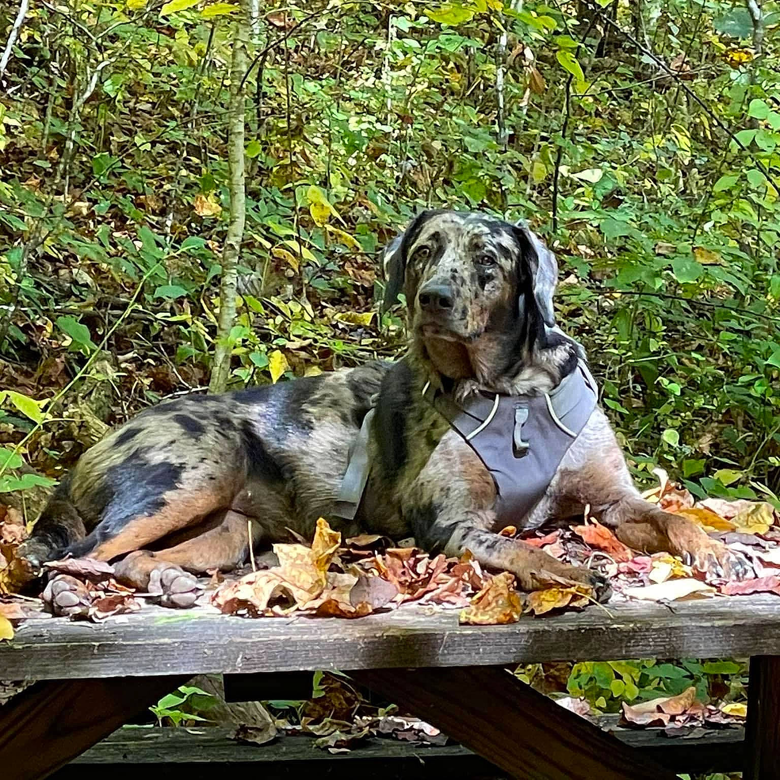 Violet is registered to the contest to win money with this photo: art, big_cats, canidae, carnivore, companion_dog, dog, dog_breed, fawn, food, garden, grass, lawn_ornament, leisure, monument, plant, sculpture, sporting_group, statue, terrestrial_animal, working_animal