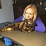 woman, cat, tortoiseshell_cat, table, purple_sweater, furniture, indoor, relaxed, decorations, wooden_cabinet, pet, companion, looking_away, resting, home, cozy, person, animal, domestic, curiosity