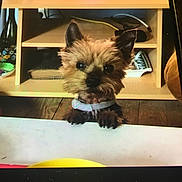 Guyzmo participe au concours pour gagner de l'argent avec cette photo : affenpinscher, animal, cabinet, canine, closet, computer, cupboard, desk, dog, drawer, electronics, furniture, person, pet, plywood, puppy, shelf, table, terrier, wood