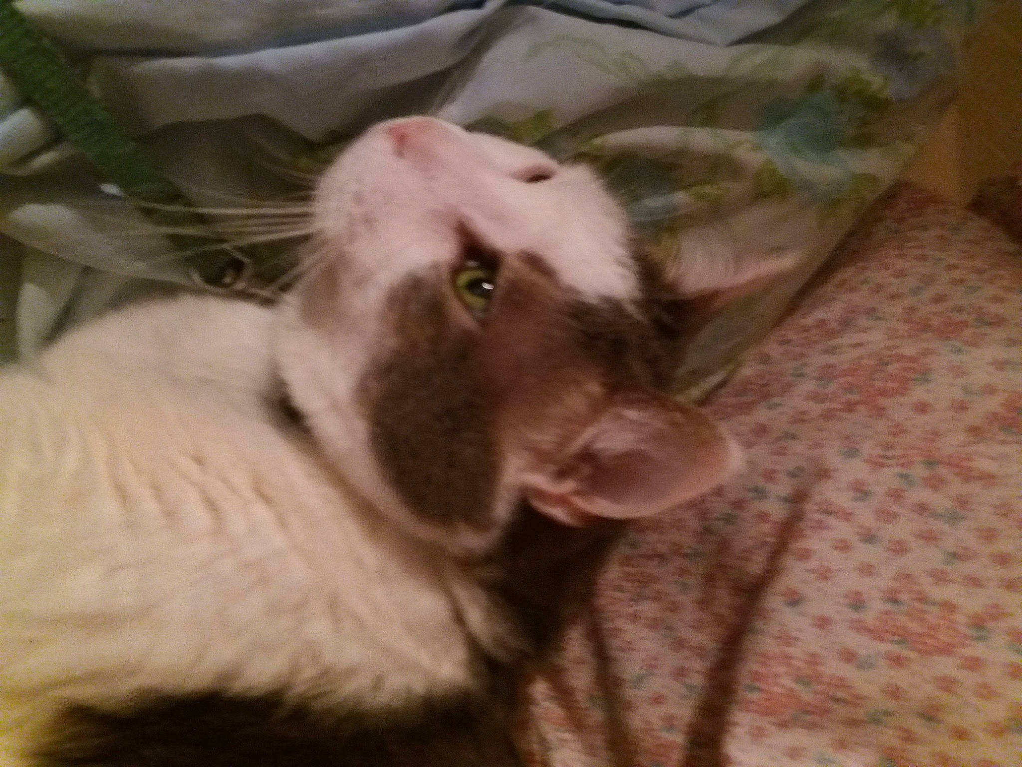 Chouchou a rejoint le concours — aidez-le/la à gagner de superbes lots ! canidae, carnivore, comfort, companion_dog, dog_breed, domestic_short_haired_cat, ear, fang, fawn, felidae, fur, liver, nap, paw, small_to_medium_sized_cats, snout, sporting_group, tail, whiskers, working_animal