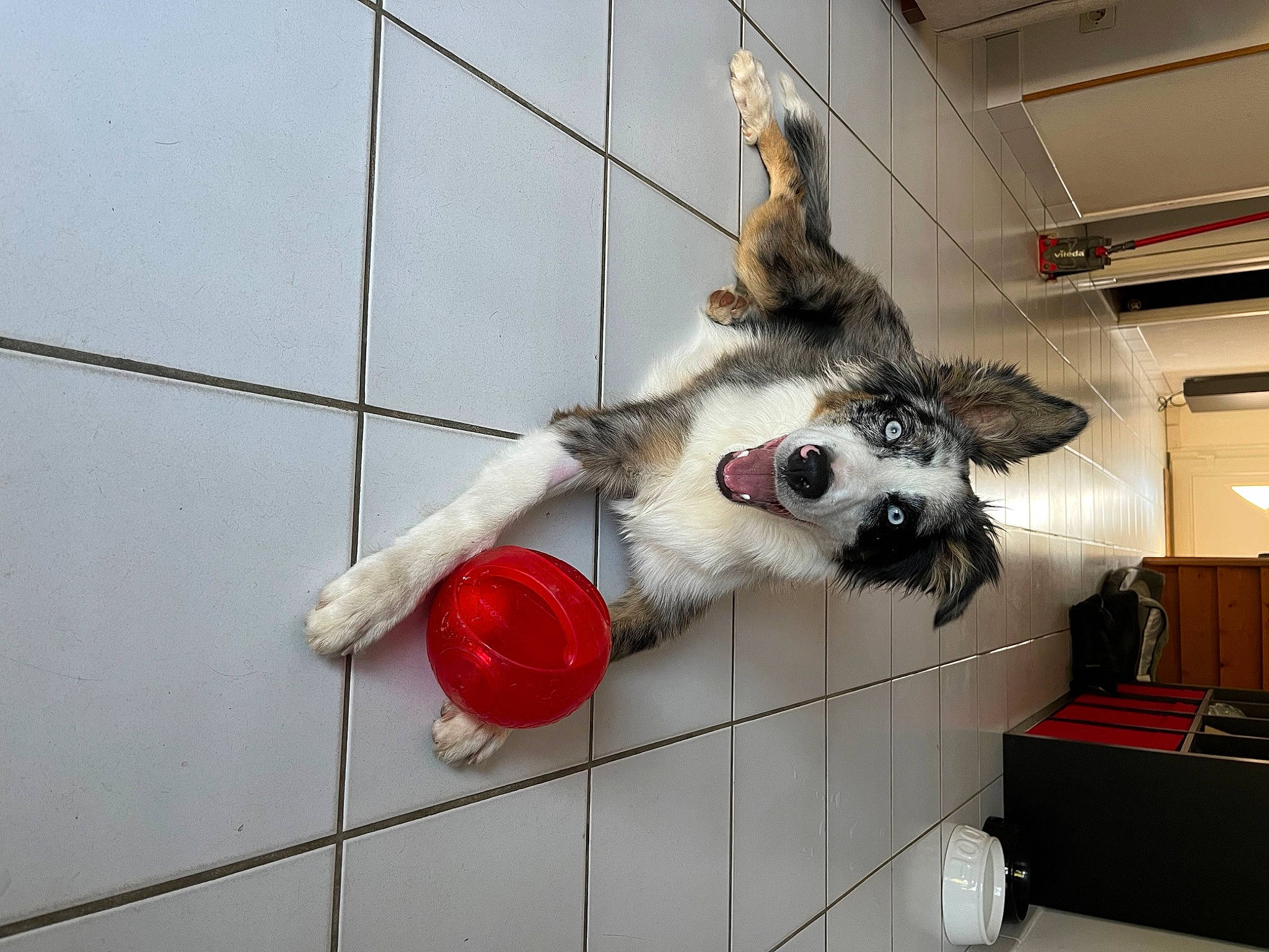 Thorin a rejoint le concours — aidez-le/la à gagner de superbes lots ! animal_shelter, cage, canidae, carmine, carnivore, collar, companion_dog, dog_breed, dog_supply, fawn, felidae, flooring, fur, pet_supply, small_to_medium_sized_cats, snout, sporting_group, tail, whiskers, wood