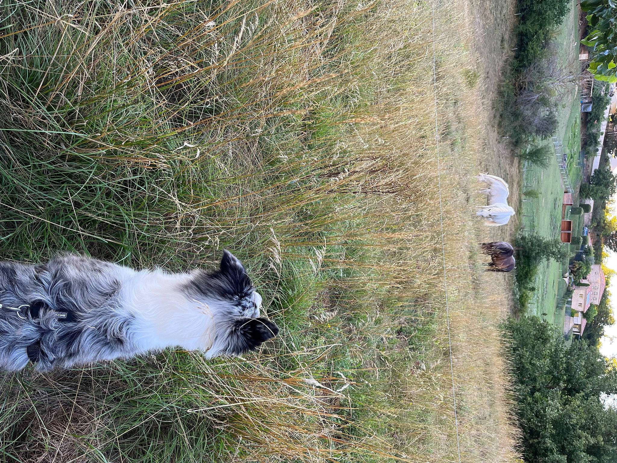 Thorin participe au concours pour gagner de l'argent avec cette photo : carnivore, cat, dog_breed, felidae, fur, geological_phenomenon, grass, groundcover, landscape, nature_reserve, plant, shrub, small_to_medium_sized_cats, soil, sporting_group, tail, tree, trunk, twig, whiskers