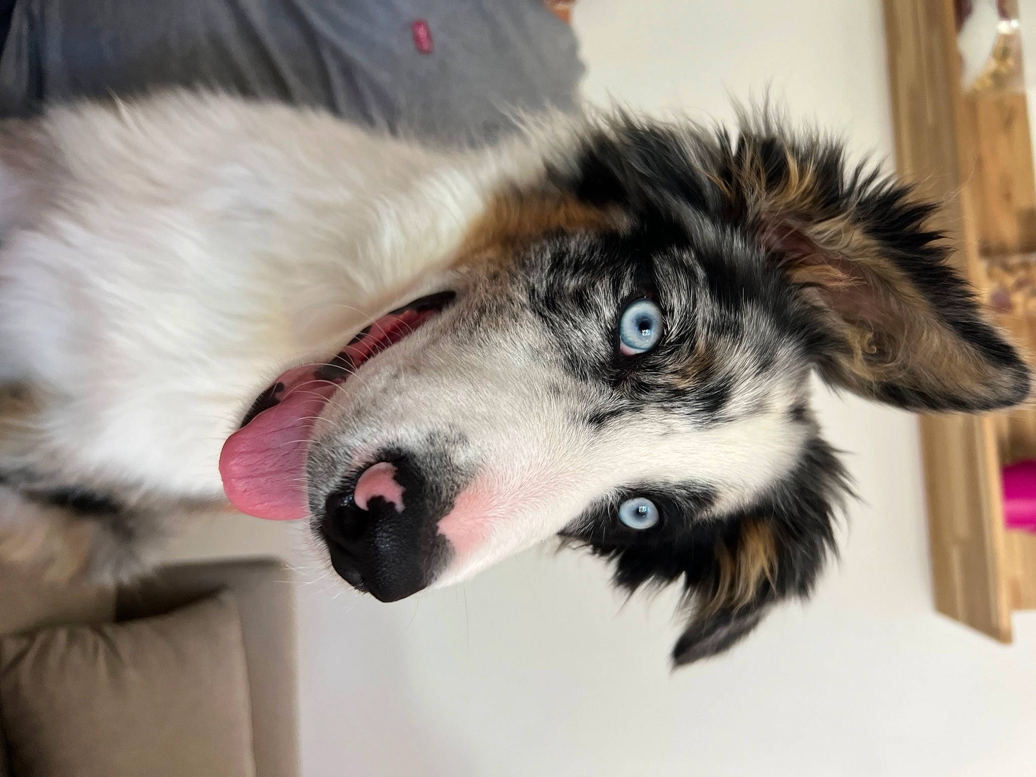 Thorin participe au concours pour gagner de l'argent avec cette photo : canidae, canis, carnivore, collar, companion_dog, dog, dog_breed, dog_collar, dog_supply, fang, fur, herding_dog, pet_supply, sled_dog, snout, sporting_group, terrestrial_animal, whiskers, working_animal, working_dog