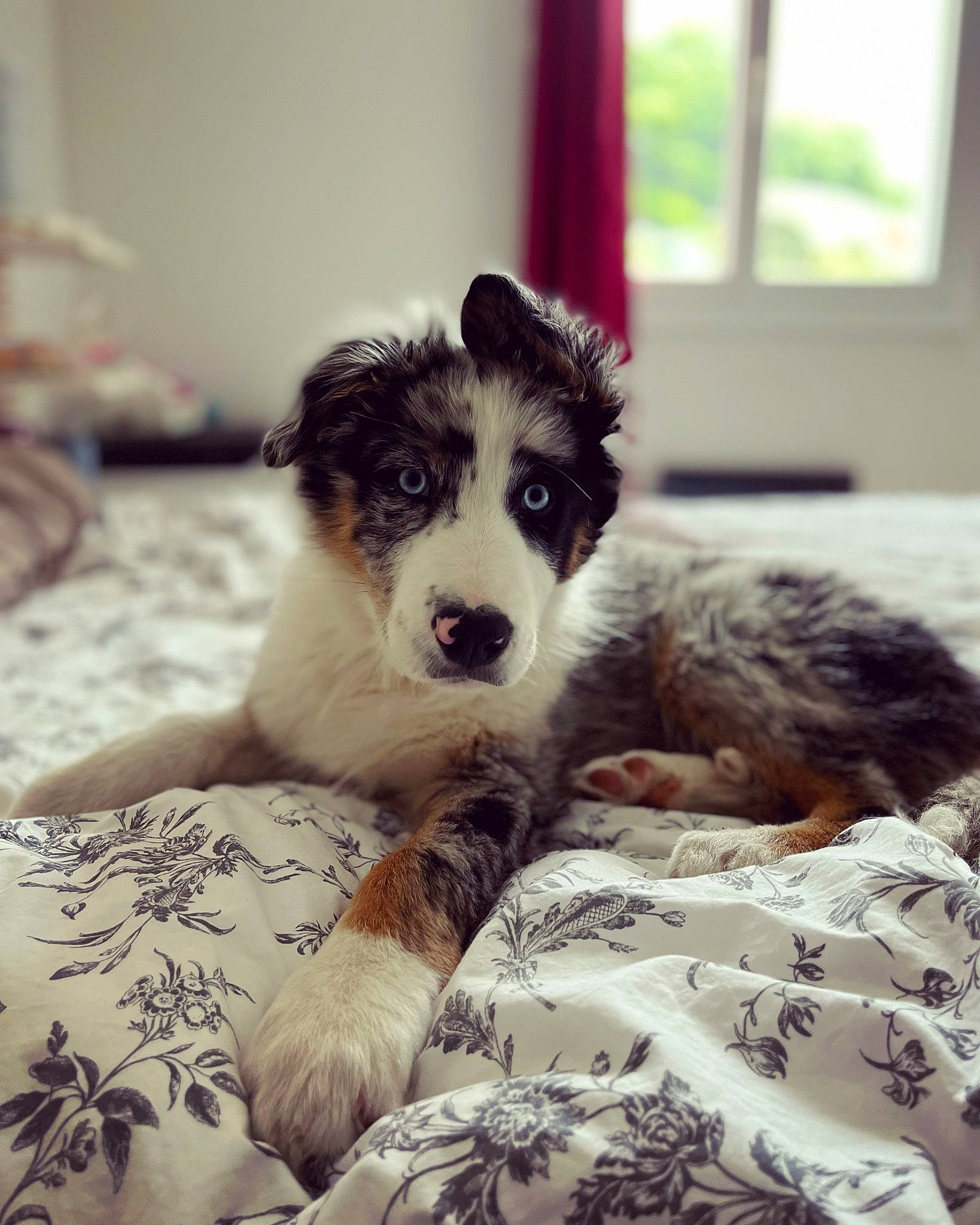 Thorin a rejoint le concours — aidez-le/la à gagner de superbes lots ! bed, bedding, carnivore, comfort, companion_dog, dog, dog_breed, fur, linens, paw, room, sporting_group, square, terrestrial_animal, terrier, toy_dog, whiskers, window, working_animal, working_dog