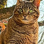 cat, tabby, green_eyes, fur, whiskers, close_up, portrait, animal, pet, feline, nature, outdoor, tree, branches, sky, window, reflection, mammal, striped