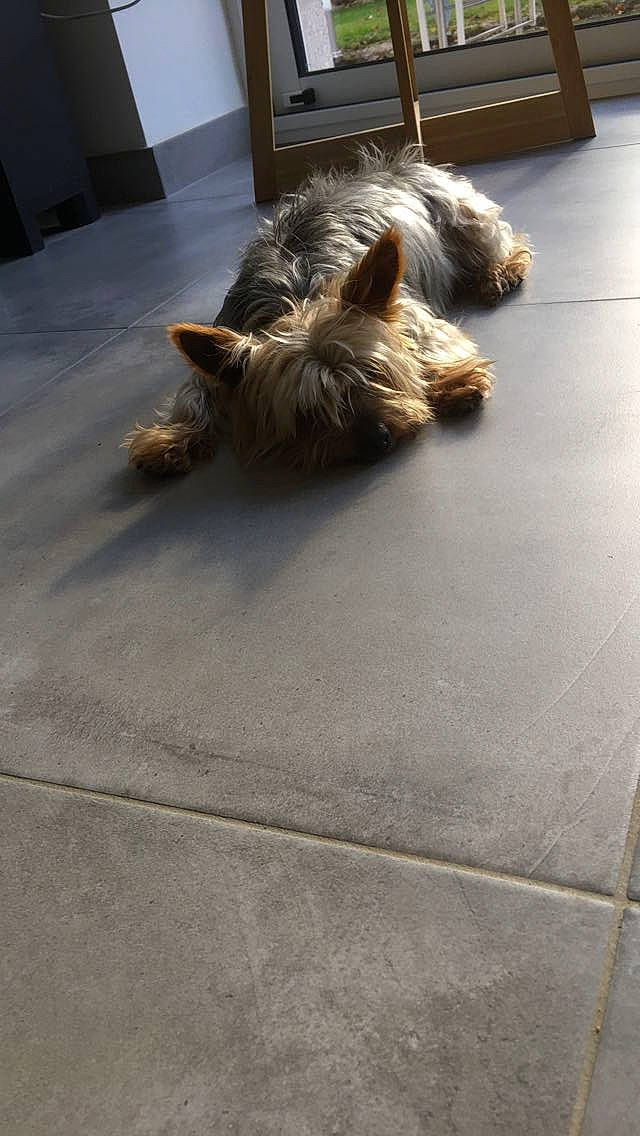 Volvic a rejoint le concours — aidez-le/la à gagner de superbes lots ! australian_silky_terrier, cairn_terrier, canidae, carnivore, companion_dog, dog, dog_breed, fawn, floor, flooring, glen_of_imaal_terrier, norwich_terrier, paw, small_terrier, sporting_group, tail, terrier, toy_dog, yorkshire_terrier