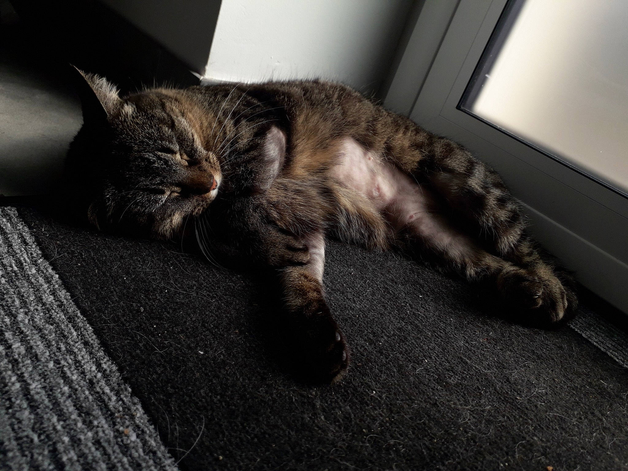 Chanelle a rejoint le concours — aidez-le/la à gagner de superbes lots ! carnivore, cat, claw, domestic_short_haired_cat, dragon_li, ear, european_shorthair, eye, felidae, floor, flooring, fur, kitten, nap, paw, sleep, small_to_medium_sized_cats, snout, tabby_cat, whiskers