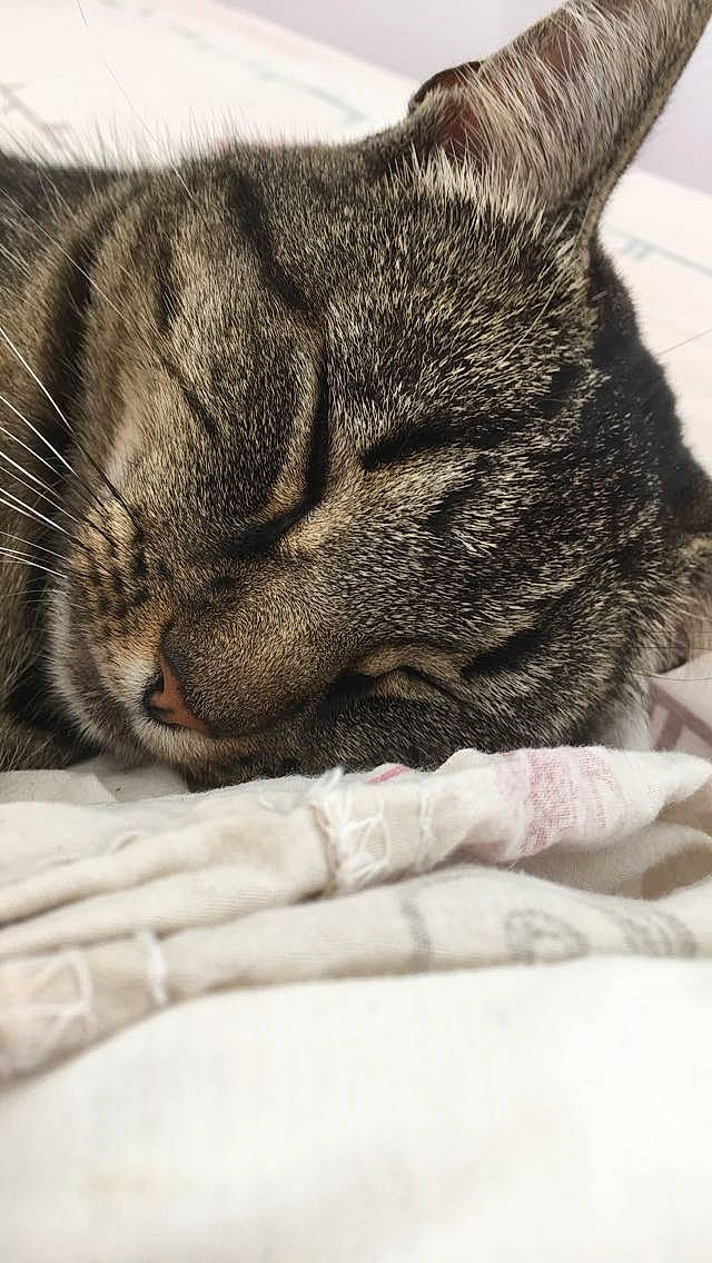 Chanelle participe au concours pour gagner de l'argent avec cette photo : american_shorthair, asian, carnivore, cat, close_up, domestic_short_haired_cat, dragon_li, european_shorthair, eye, felidae, fur, kitten, nap, nose, paw, sleep, small_to_medium_sized_cats, snout, tabby_cat, whiskers