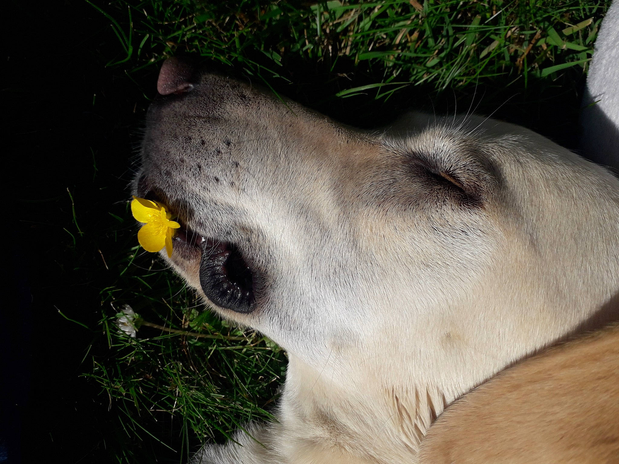 Myrtille a rejoint le concours — aidez-le/la à gagner de superbes lots ! canidae, carnivore, dog_breed, ear, eye, fawn, greyhound, jaw, lurcher, mammal, nose, plant, snout, sporting_group, whiskers