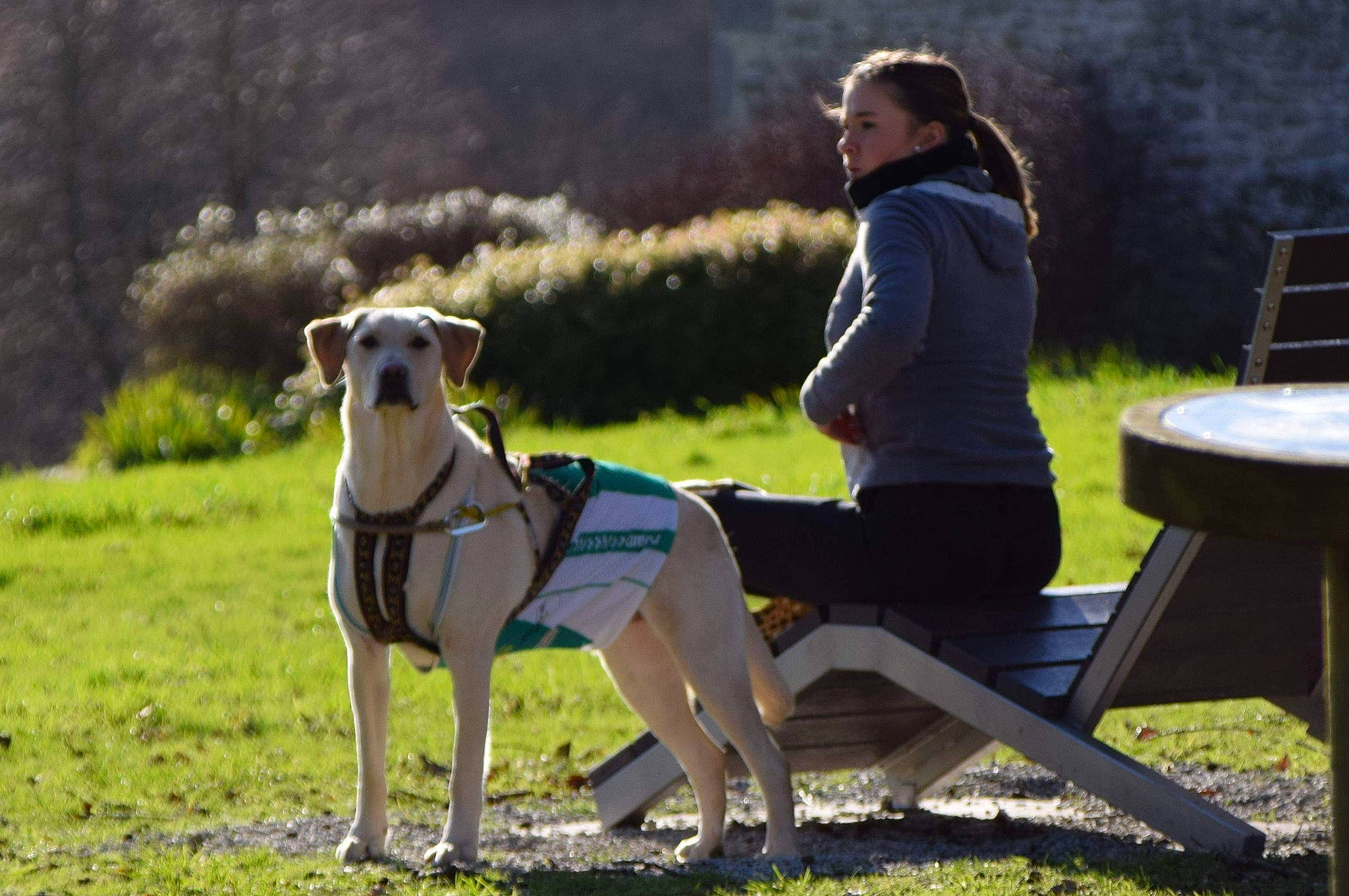 Myrtille participe au concours pour gagner de l'argent avec cette photo : canidae, carnivore, companion_dog, dog, dog_breed, fawn, galgo_espanol, grass, great_dane, greyhound, guard_dog, hortaya_borzaya, mammal, non_sporting_group, polish_greyhound, sighthound, sitting, sporting_group, whippet, working_dog