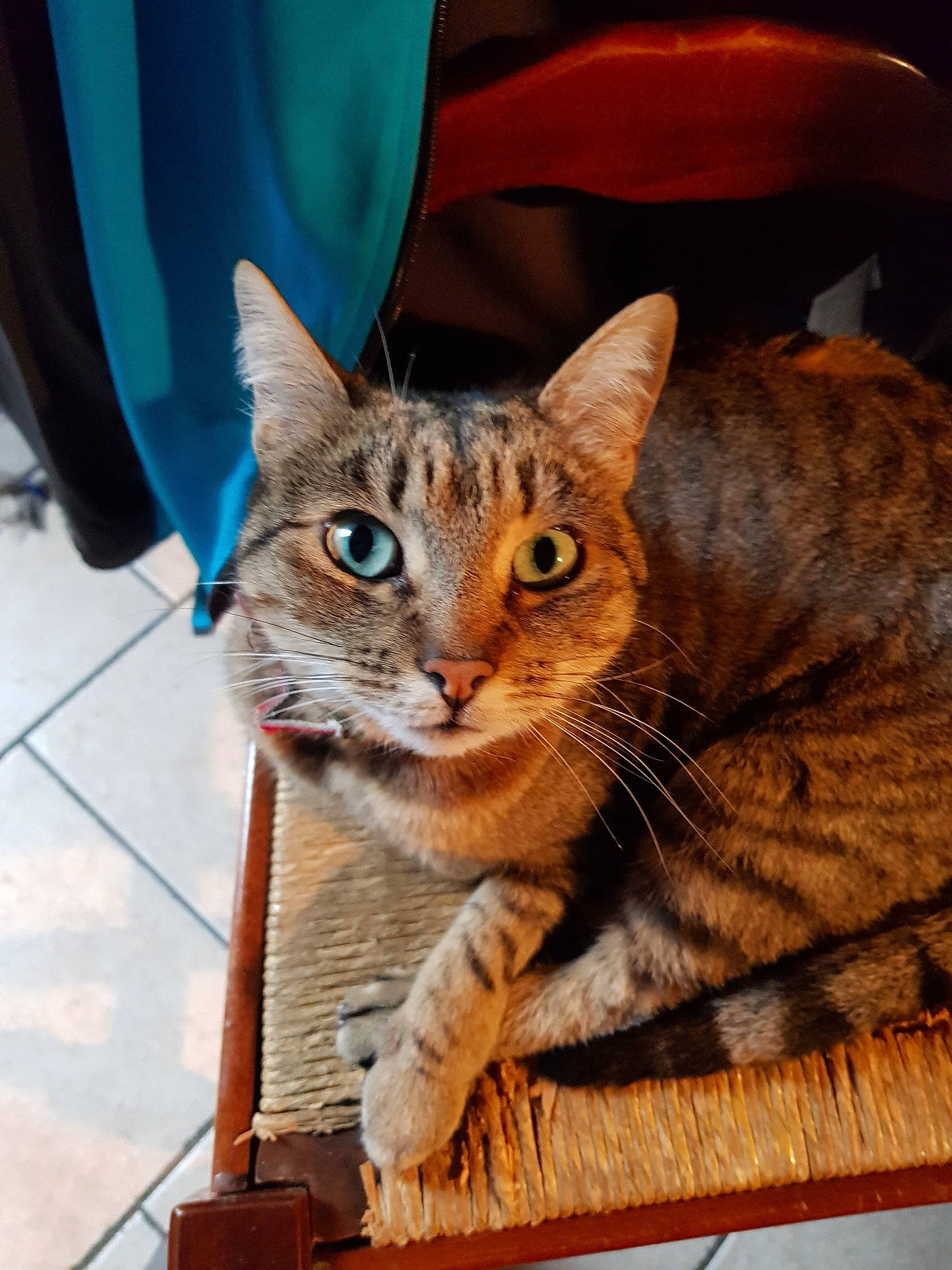 Falbala participe au concours pour gagner de l'argent avec cette photo : american_shorthair, asian, bengal, california_spangled, carnivore, cat, domestic_short_haired_cat, dragon_li, european_shorthair, eye, felidae, fur, kitten, mammal, ocicat, sitting, small_to_medium_sized_cats, tabby_cat, toyger, whiskers