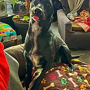 Gaïa participe au concours pour gagner de l'argent avec cette photo : dog, black_dog, pet, blanket, paw_prints, bones, living_room, armchair, plants, potted_plants, curtains, natural_light, floor_tiles, colorful_blanket, cozy, tongue_out, indoor, furniture, cute, playful