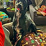 dog, black_dog, pet, blanket, paw_prints, bones, living_room, armchair, plants, potted_plants, curtains, natural_light, floor_tiles, colorful_blanket, cozy, tongue_out, indoor, furniture, cute, playful
