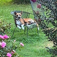 Hoss joined the competition — help win amazing prizes! animal, bush, canine, chair, dog, fence, flower, garden, grass, greenery, leaf, metal_chair, nature, outdoor, pet, pink_flower, relaxed, resting, summer, sunlight