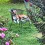 animal, bush, canine, chair, dog, fence, flower, garden, grass, greenery, leaf, metal_chair, nature, outdoor, pet, pink_flower, relaxed, resting, summer, sunlight