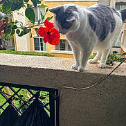 Dander joined the competition — help win amazing prizes! cat, hibiscus_flower, balcony, plant, greenery, apartment_building, windows, curious_cat, white_and_gray_cat, flower, outdoor, daylight, pets, nature, urban, feline, closeup, wall, railing, leaves