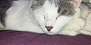 Dander is registered to the contest to win money with this photo: cat, sleeping, close_up, white, gray, feline, pet, indoor, blanket, cozy, resting, fur, whiskers, cute, animal, soft, comfort, relaxing, purple, texture