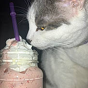 Dander joined the competition — help win amazing prizes! animal, beverage, cat, closeup, curious, cute, drink, feline, food, glass_jar, gray_and_white, indoor, milkshake, pet, pink_drink, portrait, purple_straw, refreshment, whipped_cream, whiskers