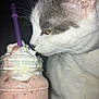 animal, beverage, cat, closeup, curious, cute, drink, feline, food, glass_jar, gray_and_white, indoor, milkshake, pet, pink_drink, portrait, purple_straw, refreshment, whipped_cream, whiskers