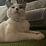 Dander is registered to the contest to win money with this photo: cat, white_cat, gray_cat, pet, indoor, feline, collar, resting, blanket, couch, home, fur, animal, relaxed, paw, cute, domestic_cat, close_up, portrait, cozy