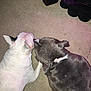 dog, white_dog, grey_dog, carpet, floor, pets, animal, resting, indoor, two_dogs, lying_down, fur, ears, closeup, companions, friendship, quiet, home, relaxing, cute