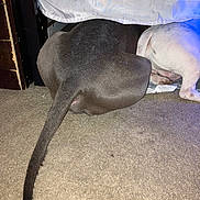 Dodger is registered to the contest to win money with this photo: dog, carpet, under_bed, gray_dog, white_dog, tail, floor, indoor, animal, pet, furniture, curtain, light, shadow, canine, two_dogs, exploring, backside, resting, home