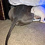 dog, carpet, under_bed, gray_dog, white_dog, tail, floor, indoor, animal, pet, furniture, curtain, light, shadow, canine, two_dogs, exploring, backside, resting, home