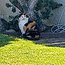 cat, calico, grass, tree, outdoor, backyard, nature, pet, animal, feline, shaded, sunlight, plant, trunk, leaves, ground, sitting, resting, daytime, garden