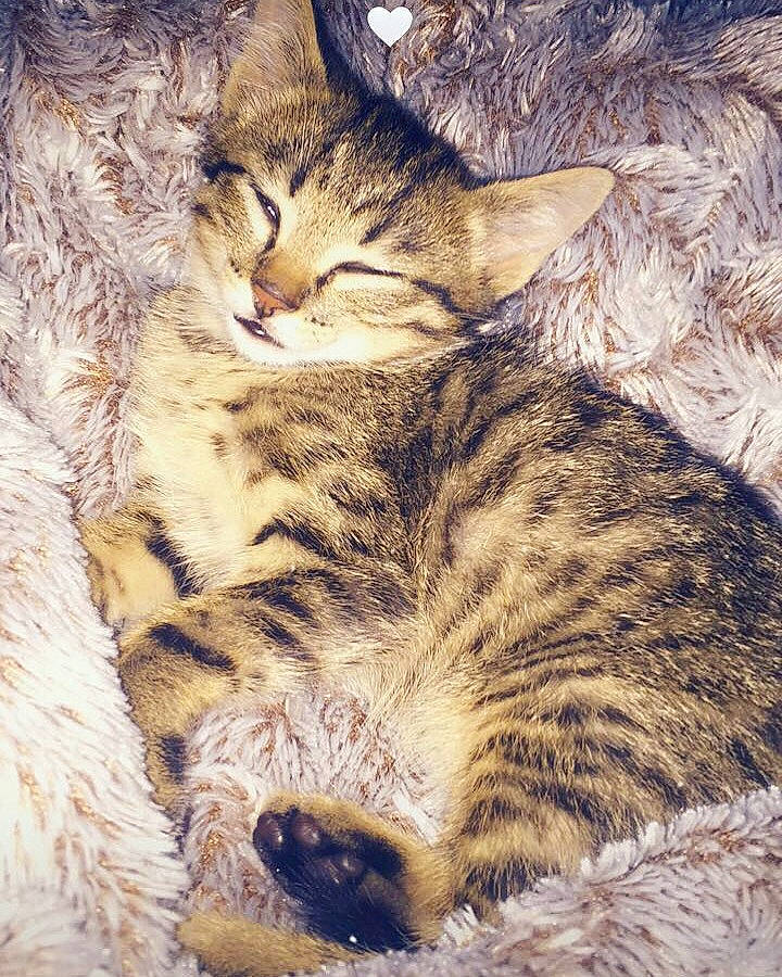 Gribouille a rejoint le concours — aidez-le/la à gagner de superbes lots ! american_bobtail, asian, california_spangled, carnivore, cat, domestic_short_haired_cat, dragon_li, egyptian_mau, european_shorthair, felidae, fur, kitten, pixie_bob, rusty_spotted_cat, small_to_medium_sized_cats, snout, tabby_cat, whiskers, wild_cat, wildlife