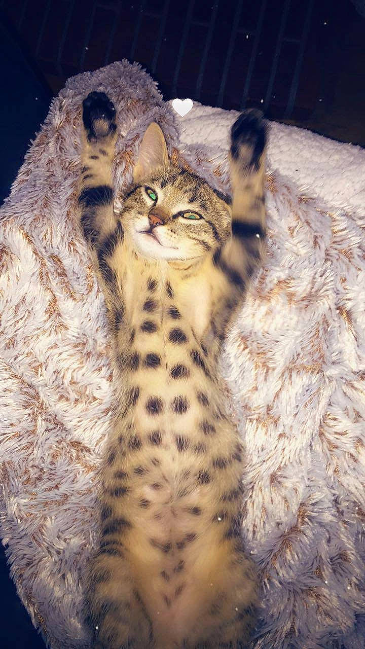 Gribouille a rejoint le concours — aidez-le/la à gagner de superbes lots ! asian, bengal, california_spangled, carnivore, cat, dragon_li, egyptian_mau, european_shorthair, felidae, fur, mammal, ocicat, pixie_bob, rusty_spotted_cat, small_to_medium_sized_cats, snout, terrestrial_animal, vertebrate, whiskers, wild_cat