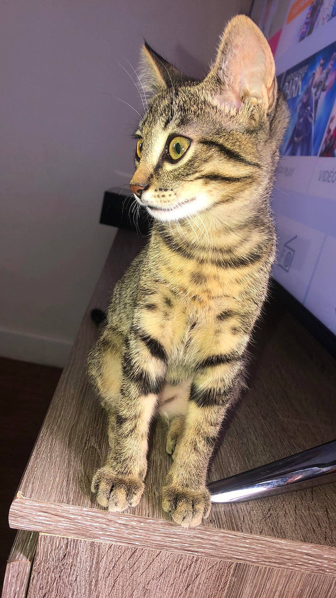 Gribouille participe au concours pour gagner de l'argent avec cette photo : american_shorthair, asian, california_spangled, carnivore, cat, domestic_short_haired_cat, dragon_li, egyptian_mau, european_shorthair, felidae, kitten, mammal, ocicat, pixie_bob, savannah, small_to_medium_sized_cats, sokoke, tabby_cat, vertebrate, whiskers