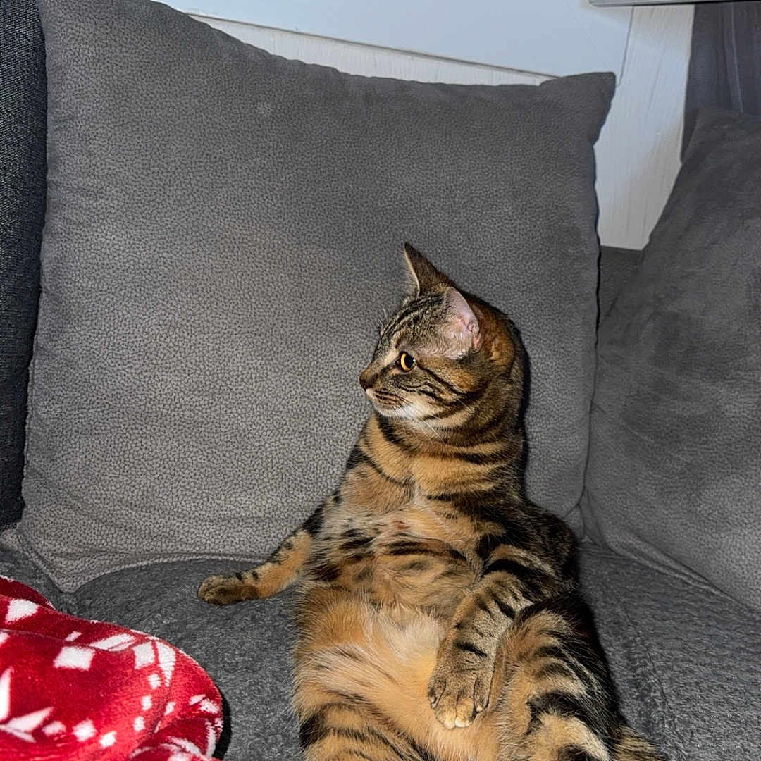 Fripouille a rejoint le concours — aidez-le/la à gagner de superbes lots ! abyssinian, animal, architecture, building, cat, chair, couch, cushion, furniture, homedecor, indoors, kitten, linen, livingroom, manx, person, pet, pillow, room, sleeping