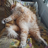 Neftis a rejoint le concours — aidez-le/la à gagner de superbes lots ! animal, bed, cat, cozy, cute, domestic_animal, feline, fluffy, fur, indoor, lying_down, orange_cat, paw, pet, quilt, relaxed, resting, tail, whiskers, white_fur