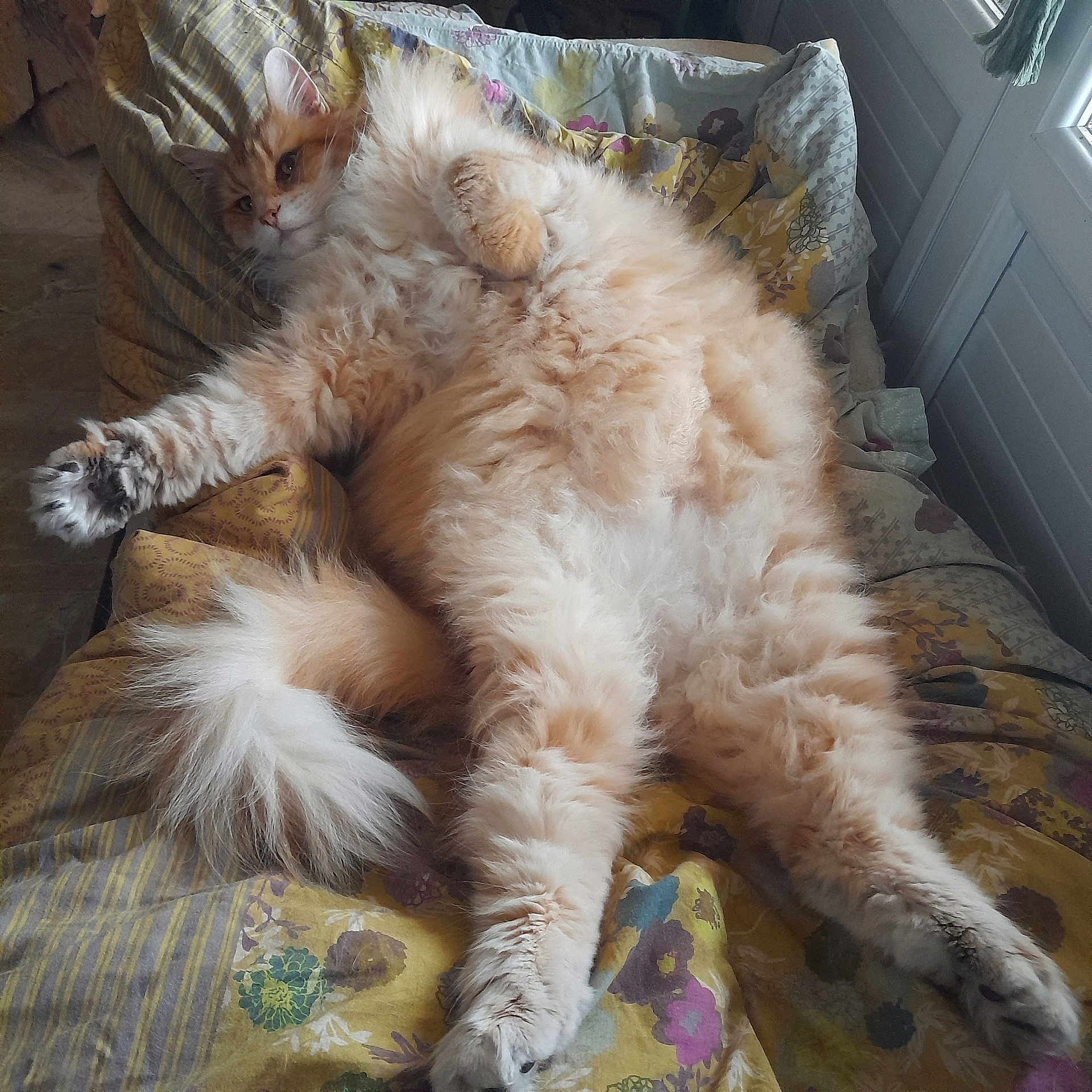 Neftis a rejoint le concours — aidez-le/la à gagner de superbes lots ! animal, bed, cat, cozy, cute, domestic_animal, feline, fluffy, fur, indoor, lying_down, orange_cat, paw, pet, quilt, relaxed, resting, tail, whiskers, white_fur