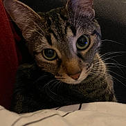 Moumoune a rejoint le concours — aidez-le/la à gagner de superbes lots ! cat, tabby, close_up, pet, animal, whiskers, face, ears, couch, indoor, cozy, fur, curious, domestic_animal, feline, looking, portrait, soft_light, home, relaxed