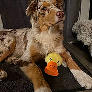 Olympe participe au concours pour gagner de l'argent avec cette photo : dog, australian_shepherd, plush_toy, duck_toy, indoor, pet, fur, brown_and_white, laying_down, mat, floor, curtain, toy, animal, canine, cute, companion, paws, looking_up, domestic