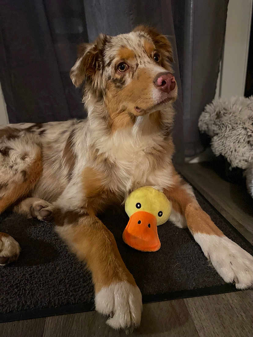 Olympe participe au concours pour gagner de l'argent avec cette photo : dog, australian_shepherd, plush_toy, duck_toy, indoor, pet, fur, brown_and_white, laying_down, mat, floor, curtain, toy, animal, canine, cute, companion, paws, looking_up, domestic