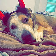 Harry participe au concours pour gagner de l'argent avec cette photo : animal, bedroom, blanket, costume, cozy, cute, dog, ears, expression, face, fur, headband, indoor, lying_down, paw, pet, red_horns, relaxed, soft, window