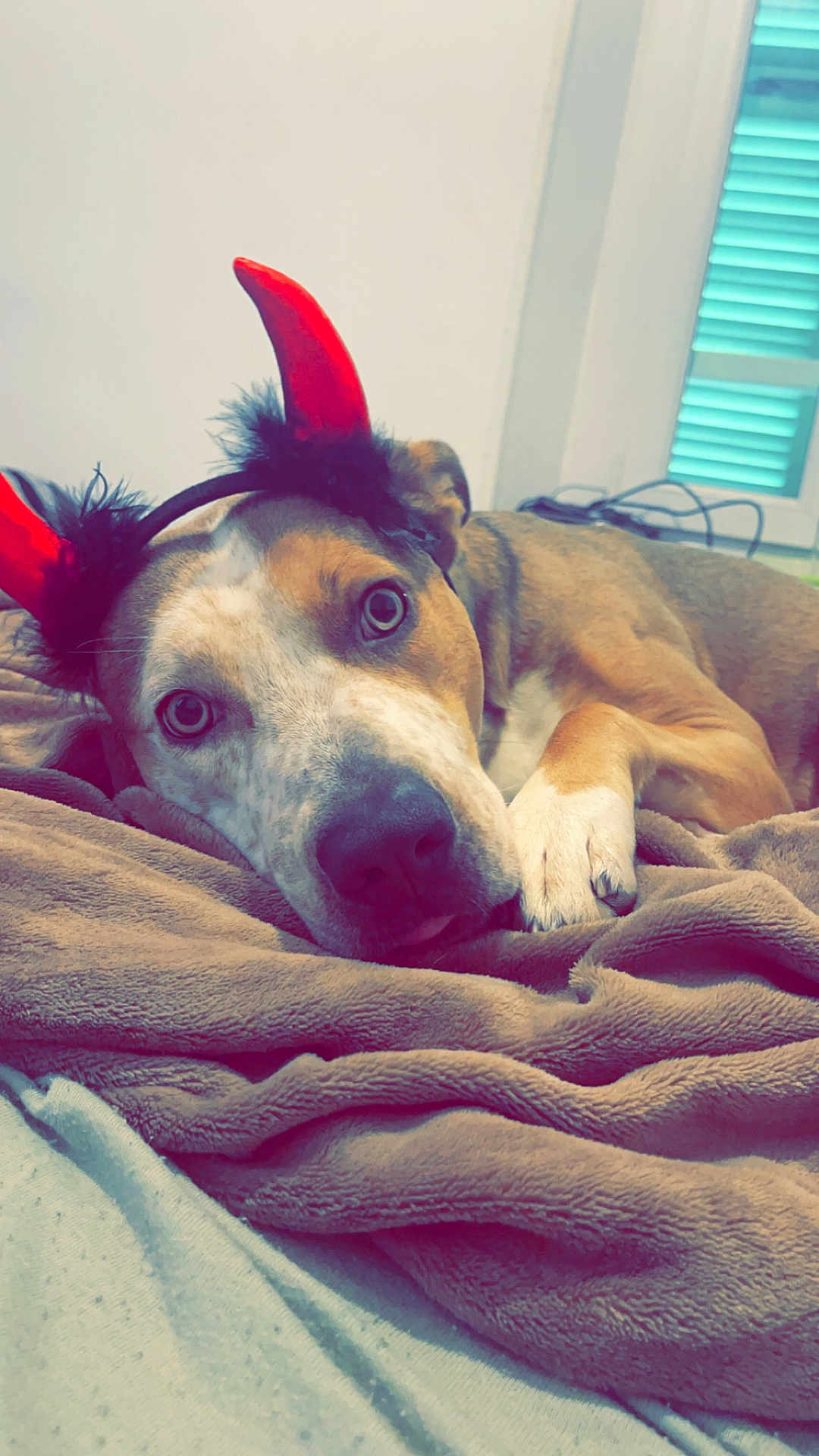 Harry participe au concours pour gagner de l'argent avec cette photo : animal, bedroom, blanket, costume, cozy, cute, dog, ears, expression, face, fur, headband, indoor, lying_down, paw, pet, red_horns, relaxed, soft, window