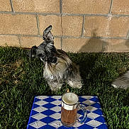 Bug is registered to the contest to win money with this photo: dog, schnauzer, small_dog, pet, animal, outdoors, grass, lawn, brick_wall, mug, cup, candle, tablecloth, blue_and_white, picnic, backyard, sitting, long_fur, collar, portrait