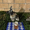 dog, schnauzer, small_dog, pet, animal, outdoors, grass, lawn, brick_wall, mug, cup, candle, tablecloth, blue_and_white, picnic, backyard, sitting, long_fur, collar, portrait