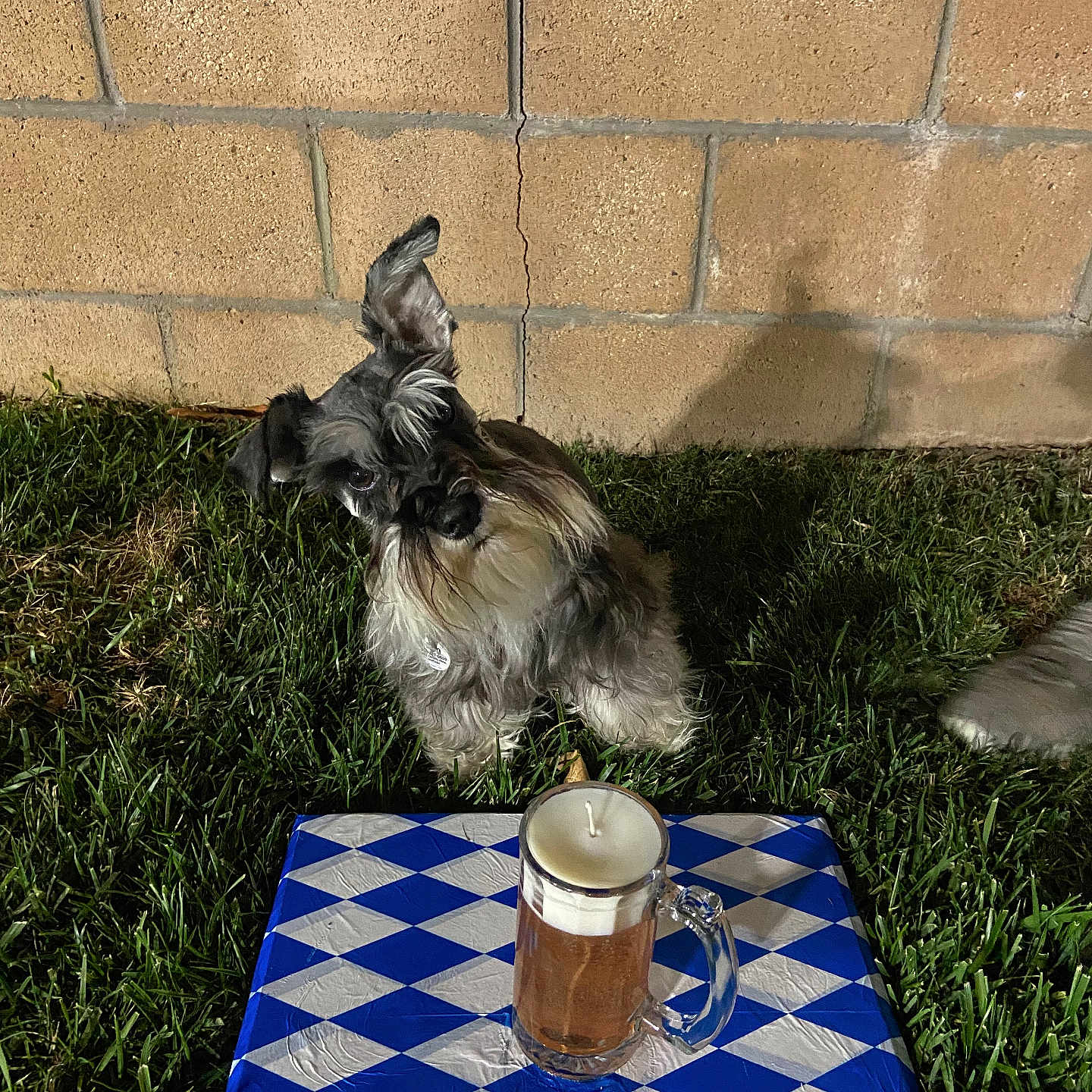 Bug is registered to the contest to win money with this photo: dog, schnauzer, small_dog, pet, animal, outdoors, grass, lawn, brick_wall, mug, cup, candle, tablecloth, blue_and_white, picnic, backyard, sitting, long_fur, collar, portrait