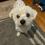 Coco is registered to the contest to win money with this photo: animal, canine, carpet, cute, dog, ears, eyes, floor, fur, furniture, home, indoor, looking_up, outfit, pet, small_dog, star_pattern, tail, white_dog, wooden_floor