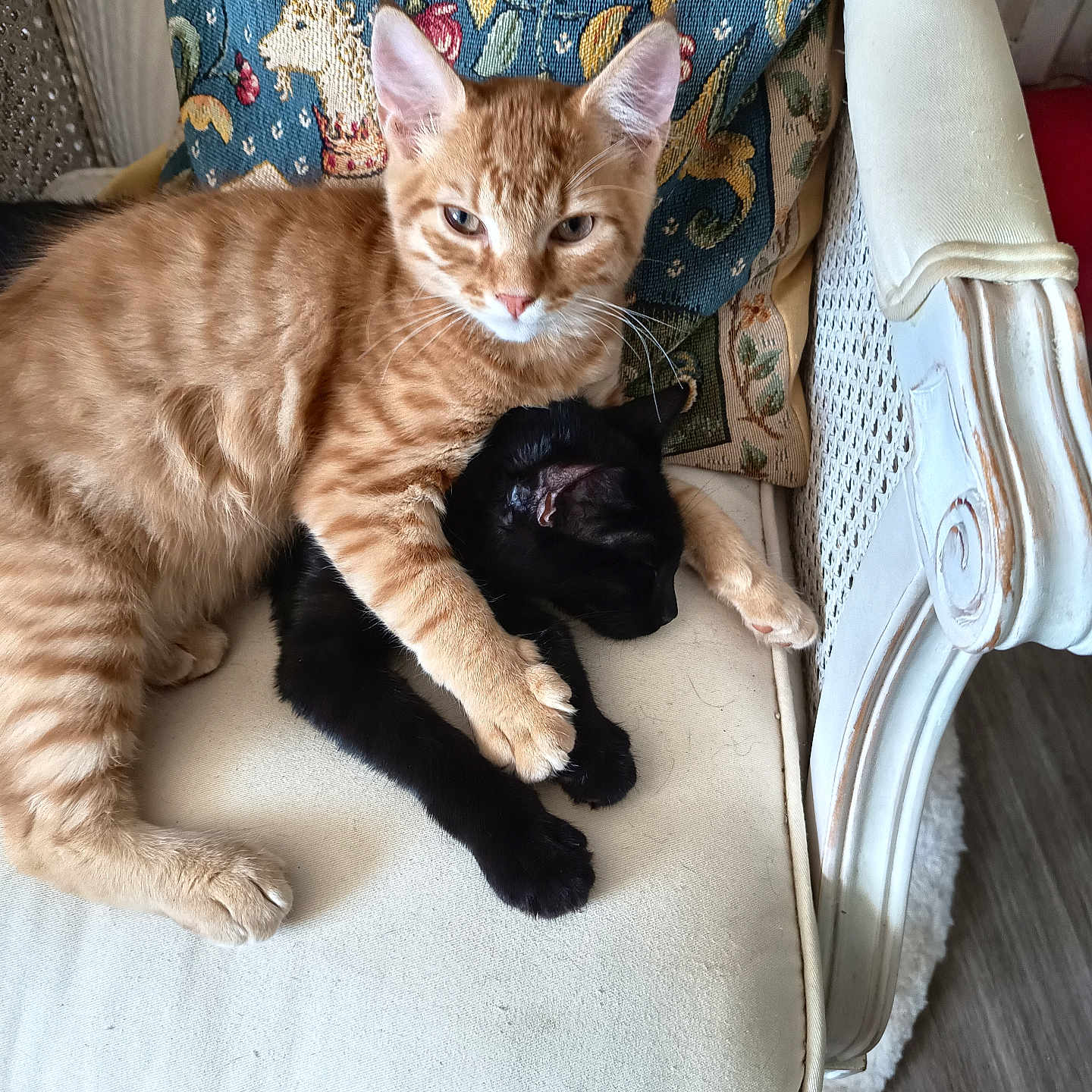 Aya Et Aaron participe au concours pour gagner de l'argent avec cette photo : animal, black_cat, cat, cats, chair, cuddle, cushion, cute, feline, fur, ginger_cat, home, hug, indoor, pets, relaxing, sleeping, tapestry, unicorn, whiskers