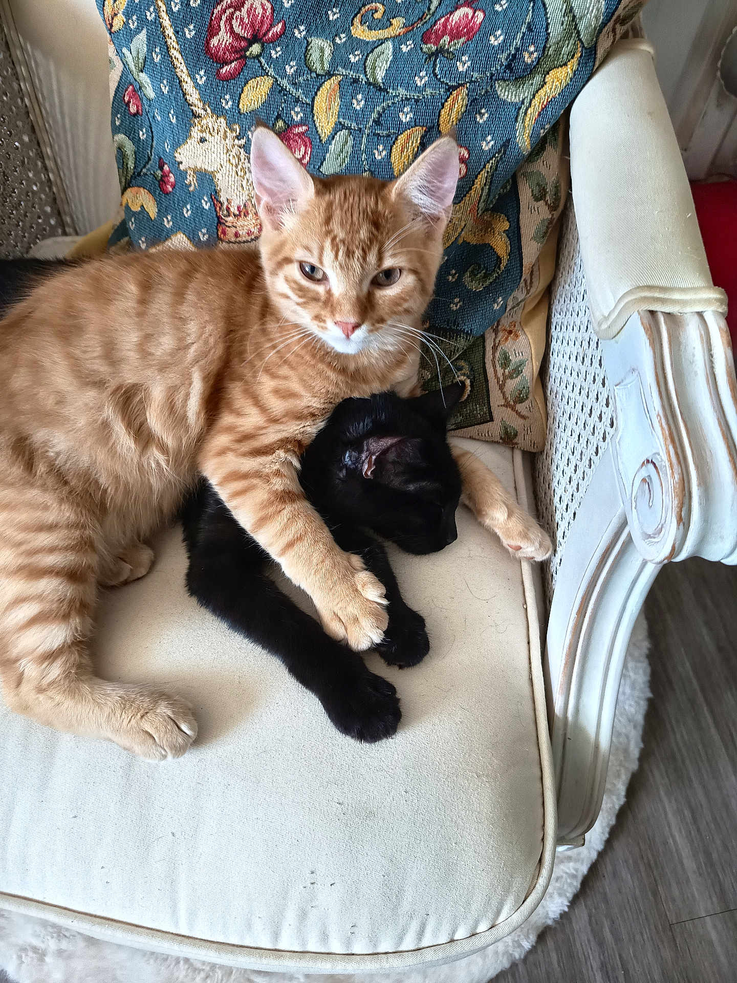 Aya Et Aaron participe au concours pour gagner de l'argent avec cette photo : animal, black_cat, cat, cats, chair, cuddle, cushion, cute, feline, fur, ginger_cat, home, hug, indoor, pets, relaxing, sleeping, tapestry, unicorn, whiskers