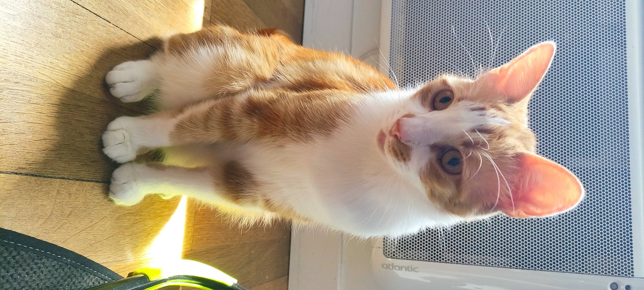 Milo participe au concours pour gagner de l'argent avec cette photo : carnivore, cat, claw, collar, domestic_short_haired_cat, ear, fang, fawn, felidae, fur, paw, small_to_medium_sized_cats, snout, tail, whiskers