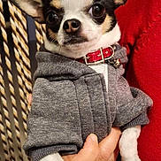 Sally participe au concours pour gagner de l'argent avec cette photo : animal, bostonbull, bulldog, canine, chihuahua, clothing, costume, dog, face, hat, head, homedecor, hound, knitwear, person, pet, photography, portrait, puppy, sweater