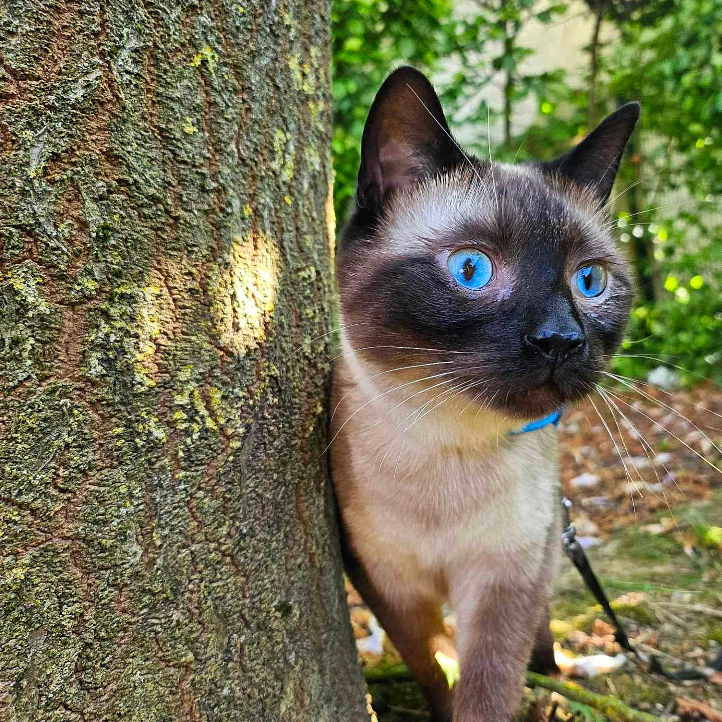 Volt participe au concours pour gagner de l'argent avec cette photo : animal, cat, kitten, pet, siamese